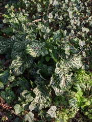 Arum italicum italicum