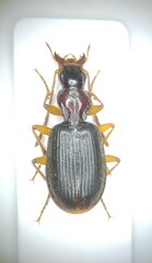 Atranus ruficollis