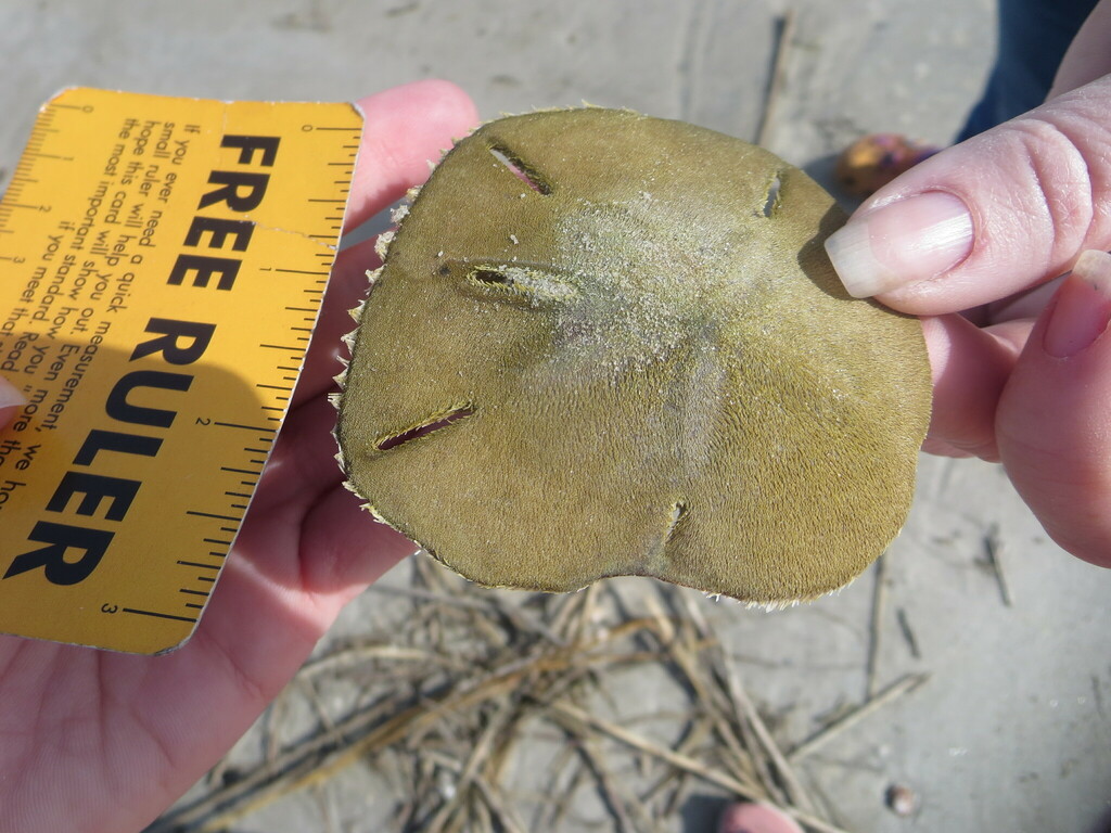 Isometric Sand Dollar