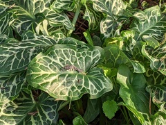 Arum italicum italicum