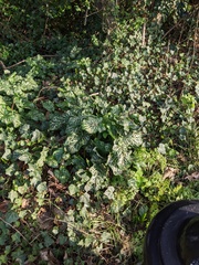 Arum italicum italicum