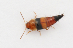 Tachyporus obtusus