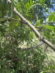 Gleditsia triacanthos
