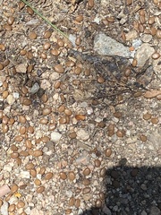 Gleditsia triacanthos