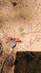 Probergrothius sanguinolens