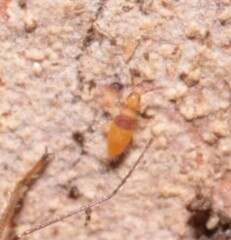 Entomobrya nigrocincta