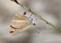 Polyommatus ripartii