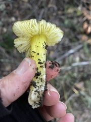 Hygrocybe acutoconica