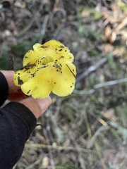 Hygrocybe acutoconica