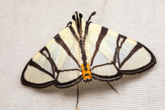 Conchylodes nolckenialis