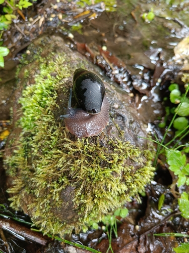Thaumastus sangoae