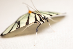 Conchylodes nolckenialis