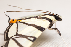 Conchylodes nolckenialis