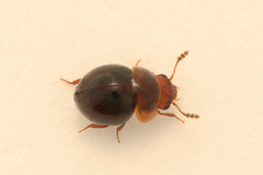 Agathidium