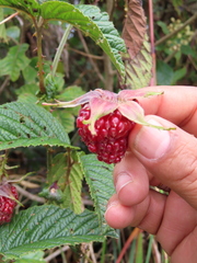 Rubus glaucus