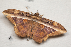 Hemeroblemma opigena