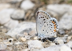Pseudophilotes vicrama