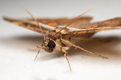 Hemeroblemma opigena