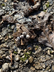 Pachypsylla celtidismamma