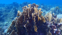 Millepora complanata