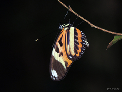 Heliconius ethilla narcaea