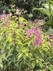 Anisognathus igniventris