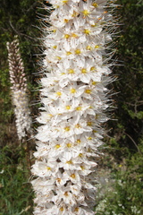 Eremurus