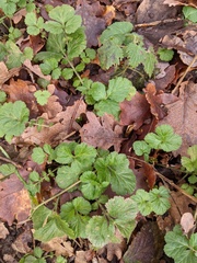 Geum urbanum