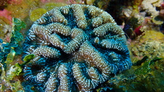 Mycetophyllia
