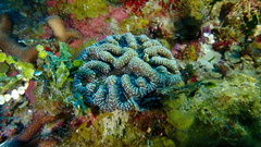 Mycetophyllia