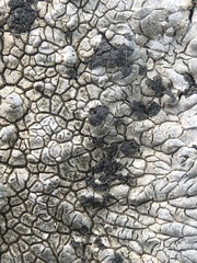 Opegrapha parasitica