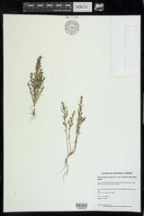 Oxybasis glauca salina