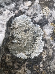 Opegrapha parasitica