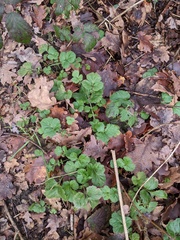 Geum urbanum
