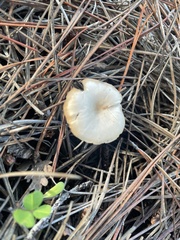 Marasmius calhouniae