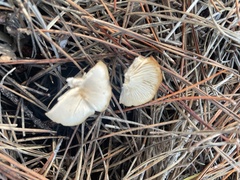Marasmius calhouniae