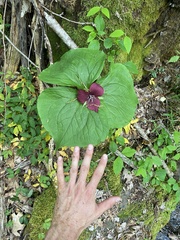 Trillium