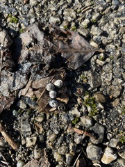 Pachypsylla celtidismamma