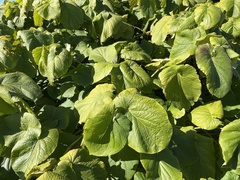 Vitis californica