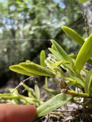 Epidendrum rigidum