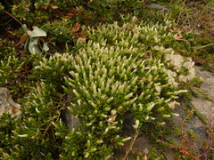 Baccharis patagonica