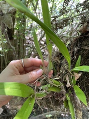 Epidendrum rigidum
