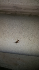 Camponotus sansabeanus