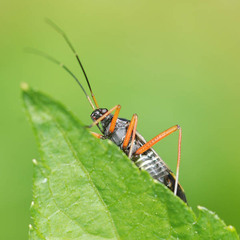 Miris striatus
