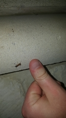 Camponotus sansabeanus