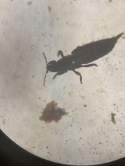 Phlaeothripidae