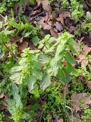 Urtica urens