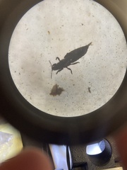 Phlaeothripidae