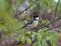 Parus major