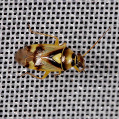 Orthops basalis
